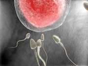 Female Anatomy May Play Big Role in Sperm&rsquo;s Success